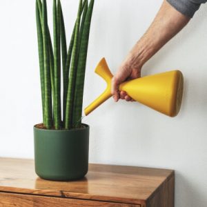 About Plants Store Gallery Img 2 300x300 1