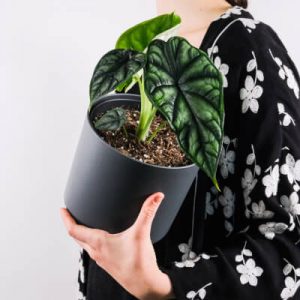 About Plants Store Gallery Img 4 300x300 1