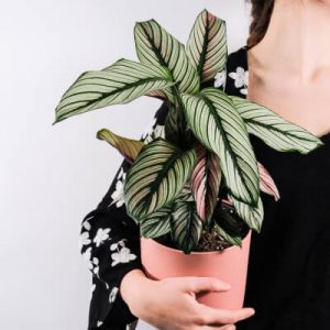 About Plants Store Gallery Img 5 300x300 1